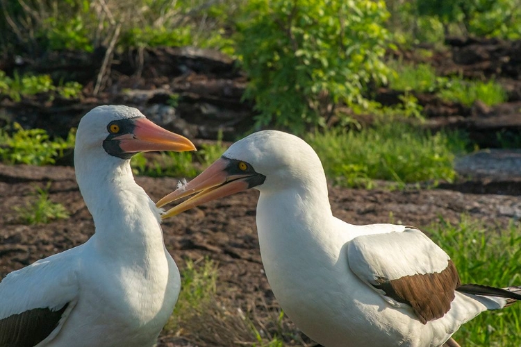 Picture of ECUADOR-GALAPAGOS NATIONAL PARK-GENOVESA ISLAND. NAZCA BOOBIES PREENING EACH OTHER.