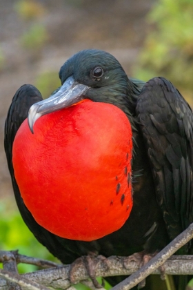 Picture of ECUADOR-GALAPAGOS NATIONAL PARK-GENOVESA ISLAND. FRIGATEBIRD MALE DISPLAYING.