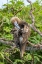 Picture of ECUADOR-GALAPAGOS NATIONAL PARK-GENOVESA ISLAND. RED-FOOTED BOOBY PREENING IN TREE.