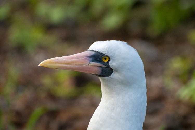 Picture of ECUADOR-GALAPAGOS NATIONAL PARK-GENOVESA ISLAND. NAZCA BOOBY PROFILE.