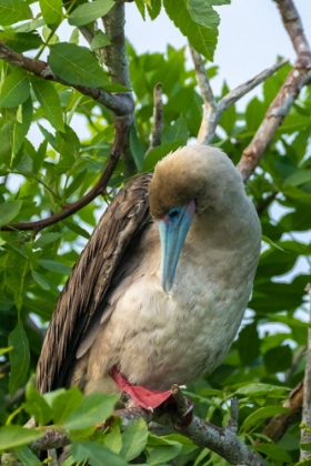 Picture of ECUADOR-GALAPAGOS NATIONAL PARK-GENOVESA ISLAND. RED-FOOTED BOOBY PREENING IN TREE.