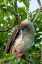 Picture of ECUADOR-GALAPAGOS NATIONAL PARK-GENOVESA ISLAND. RED-FOOTED BOOBY PREENING IN TREE.