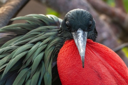 Picture of ECUADOR-GALAPAGOS NATIONAL PARK-GENOVESA ISLAND. FRIGATEBIRD MALE DISPLAYING.