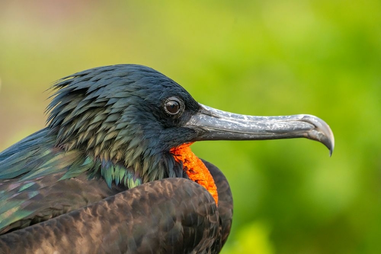 Picture of ECUADOR-GALAPAGOS NATIONAL PARK-GENOVESA ISLAND. FRIGATEBIRD MALE PROFILE.