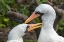 Picture of ECUADOR-GALAPAGOS NATIONAL PARK-GENOVESA ISLAND. NAZCA BOOBIES PREENING EACH OTHER.