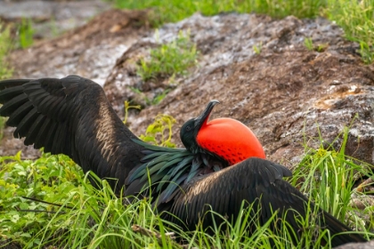 Picture of ECUADOR-GALAPAGOS NATIONAL PARK-GENOVESA ISLAND. FRIGATEBIRD MALE DISPLAYING.