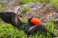 Picture of ECUADOR-GALAPAGOS NATIONAL PARK-GENOVESA ISLAND. FRIGATEBIRD MALE DISPLAYING.