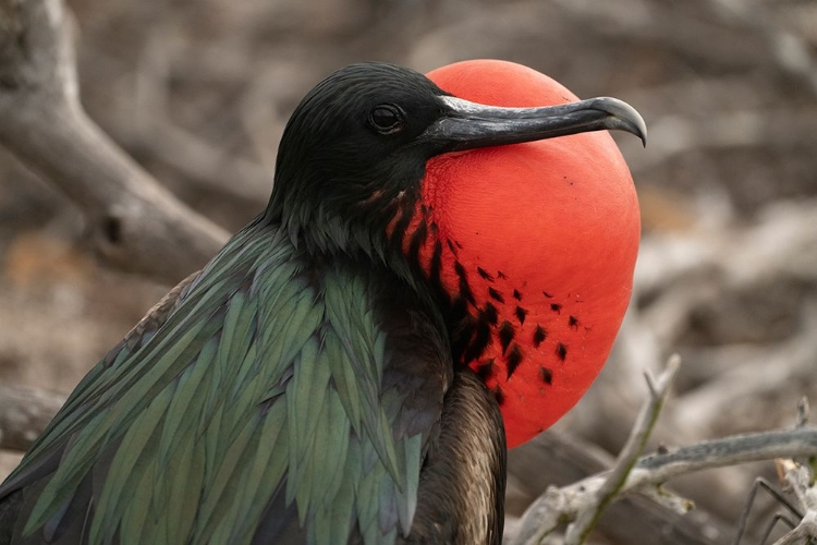 Picture of ECUADOR-GALAPAGOS NATIONAL PARK-GENOVESA ISLAND. FRIGATEBIRD MALE DISPLAYING.