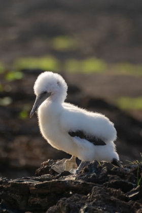 Picture of ECUADOR-GALAPAGOS NATIONAL PARK-GENOVESA ISLAND. CLOSE-UP OF NAZCA BOOBY CHICK.