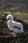 Picture of ECUADOR-GALAPAGOS NATIONAL PARK-GENOVESA ISLAND. CLOSE-UP OF NAZCA BOOBY CHICK.