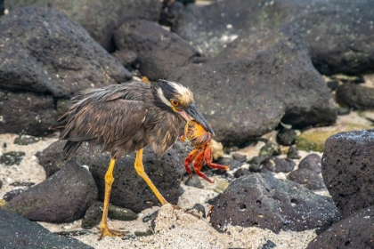 Picture of ECUADOR-GALAPAGOS-MOSQUERA ISLAND. YELLOW-CROWNED NIGHT HERON EATING SALLY LIGHTFOOT CRAB.