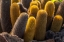 Picture of ECUADOR-GALAPAGOS NATIONAL PARK-SANTIAGO ISLAND. LAVA CACTUS AMONG LAVA ROCKS.