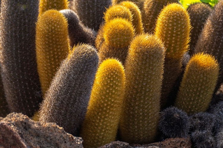 Picture of ECUADOR-GALAPAGOS NATIONAL PARK-SANTIAGO ISLAND. LAVA CACTUS AMONG LAVA ROCKS.