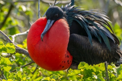 Picture of ECUADOR-GALAPAGOS NATIONAL PARK-GENOVESA ISLAND. FRIGATEBIRD MALE DISPLAYING.