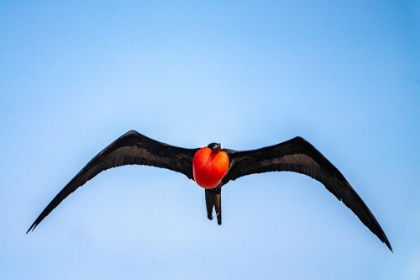 Picture of ECUADOR-GALAPAGOS NATIONAL PARK-GENOVESA ISLAND. FRIGATEBIRD MALE DISPLAYING IN FLIGHT.