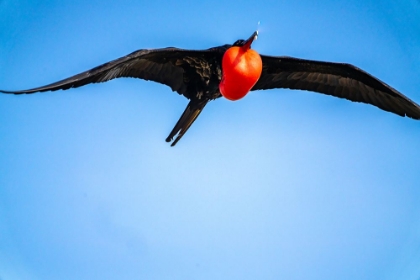 Picture of ECUADOR-GALAPAGOS NATIONAL PARK-GENOVESA ISLAND. FRIGATEBIRD MALE DISPLAYING IN FLIGHT.