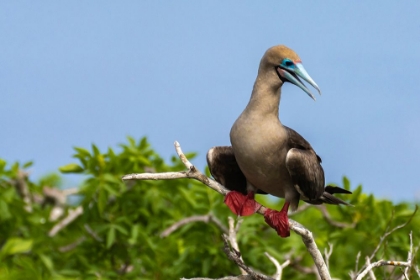 Picture of ECUADOR-GALAPAGOS NATIONAL PARK-GENOVESA ISLAND. RED-FOOTED BOOBY IN TREE.