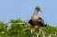 Picture of ECUADOR-GALAPAGOS NATIONAL PARK-GENOVESA ISLAND. RED-FOOTED BOOBY IN TREE.