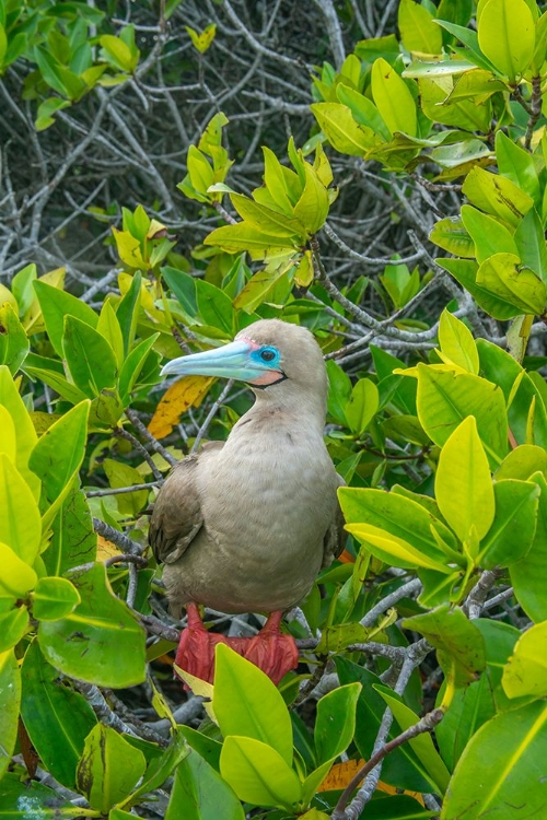 Picture of ECUADOR-GALAPAGOS NATIONAL PARK-GENOVESA ISLAND. RED-FOOTED BOOBY IN TREE.