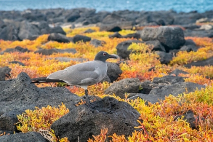 Picture of ECUADOR-GALAPAGOS NATIONAL PARK-MOSQUERA ISLAND. LAVA GULL AMID PORTULACA PLANTS.