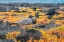 Picture of ECUADOR-GALAPAGOS NATIONAL PARK-MOSQUERA ISLAND. LAVA GULL AMID PORTULACA PLANTS.