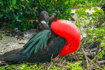 Picture of ECUADOR-GALAPAGOS NATIONAL PARK-GENOVESA ISLAND. FRIGATEBIRD MALE DISPLAYING.