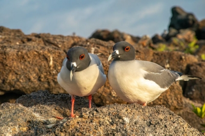 Picture of ECUADOR-GALAPAGOS NATIONAL PARK-GENOVESA ISLAND. SWALLOW-TAILED GULL PAIR CLOSE-UP.