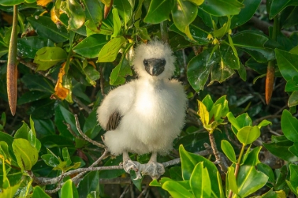 Picture of ECUADOR-GALAPAGOS NATIONAL PARK-GENOVESA ISLAND. RED-FOOTED BOOBY CHICK IN TREE.