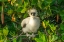 Picture of ECUADOR-GALAPAGOS NATIONAL PARK-GENOVESA ISLAND. RED-FOOTED BOOBY CHICK IN TREE.