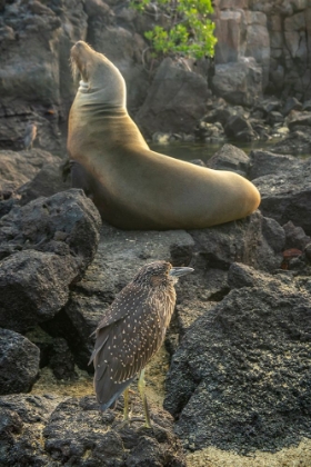 Picture of ECUADOR-GALAPAGOS -GENOVESA ISLAND-DARWIN BAY. YELLOW-CROWNED HERON AND SEA LION ON ROCKS.