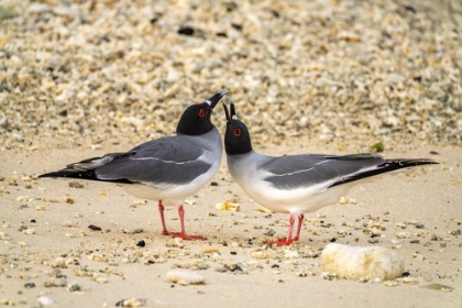 Picture of ECUADOR-GALAPAGOS NATIONAL PARK-GENOVESA ISLAND. SWALLOW-TAILED GULL PAIR COURTING.