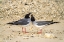 Picture of ECUADOR-GALAPAGOS NATIONAL PARK-GENOVESA ISLAND. SWALLOW-TAILED GULL PAIR COURTING.