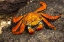 Picture of ECUADOR-GALAPAGOS NATIONAL PARK-MOSQUERA ISLAND. SALLY LIGHTFOOT CRAB CLOSE-UP.