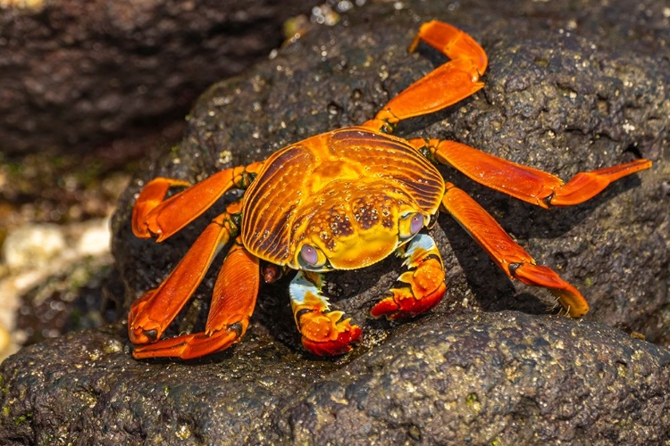 Picture of ECUADOR-GALAPAGOS NATIONAL PARK-MOSQUERA ISLAND. SALLY LIGHTFOOT CRAB CLOSE-UP.