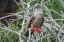 Picture of ECUADOR-GALAPAGOS NATIONAL PARK-GENOVESA ISLAND. RED-FOOTED BOOBY IN TREE.