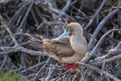 Picture of ECUADOR-GALAPAGOS NATIONAL PARK-GENOVESA ISLAND. RED-FOOTED BOOBY IN TREE.