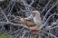 Picture of ECUADOR-GALAPAGOS NATIONAL PARK-GENOVESA ISLAND. RED-FOOTED BOOBY IN TREE.