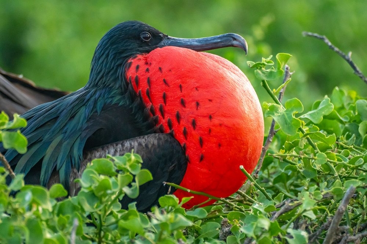 Picture of ECUADOR-GALAPAGOS NATIONAL PARK-GENOVESA ISLAND. FRIGATEBIRD MALE DISPLAYING.