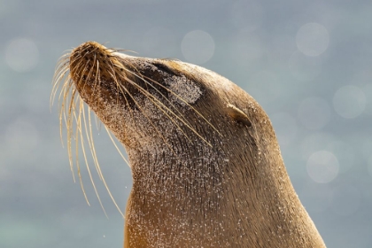 Picture of ECUADOR-GALAPAGOS NATIONAL PARK-MOSQUERA ISLAND. SEA LION HEAD CLOSE-UP.