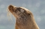 Picture of ECUADOR-GALAPAGOS NATIONAL PARK-MOSQUERA ISLAND. SEA LION HEAD CLOSE-UP.