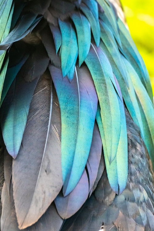 Picture of ECUADOR-GALAPAGOS NATIONAL PARK-GENOVESA ISLAND. CLOSE-UP OF IRIDESCENT FRIGATEBIRD FEATHERS.