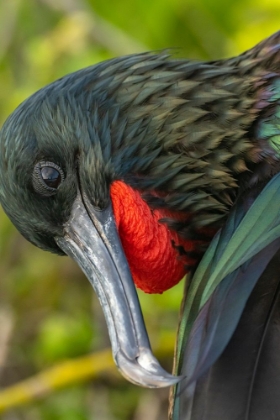 Picture of ECUADOR-GALAPAGOS NATIONAL PARK-GENOVESA ISLAND. FRIGATEBIRD MALE CLOSE-UP.