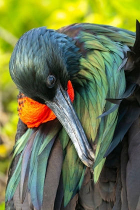 Picture of ECUADOR-GALAPAGOS NATIONAL PARK-GENOVESA ISLAND. FRIGATEBIRD MALE CLOSE-UP.