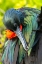 Picture of ECUADOR-GALAPAGOS NATIONAL PARK-GENOVESA ISLAND. FRIGATEBIRD MALE CLOSE-UP.