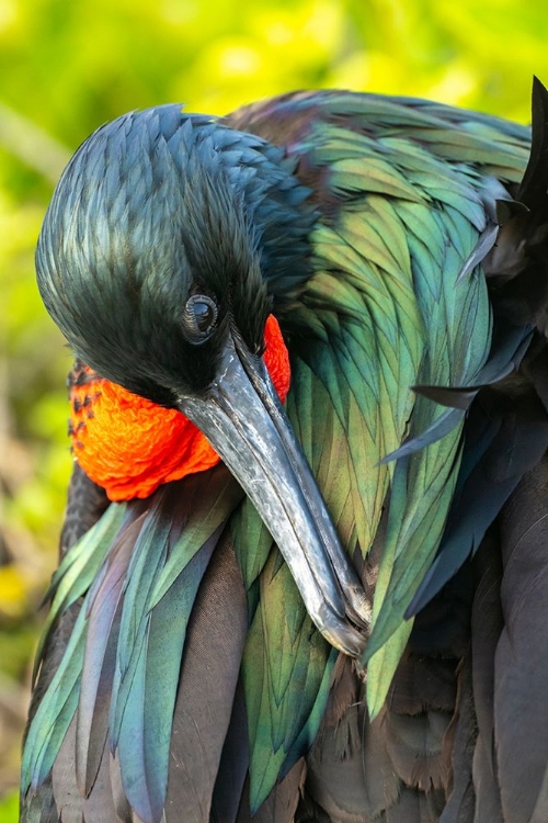 Picture of ECUADOR-GALAPAGOS NATIONAL PARK-GENOVESA ISLAND. FRIGATEBIRD MALE CLOSE-UP.