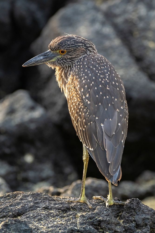 Picture of ECUADOR-GALAPAGOS NATIONAL PARK-GENOVESA ISLAND. YELLOW-CROWNED NIGHT HERON CLOSE-UP.