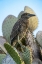 Picture of ECUADOR-GALAPAGOS-GENOVESA ISLAND-DARWIN BAY. YELLOW-CROWNED NIGHT HERON PERCHED ON CACTUS.