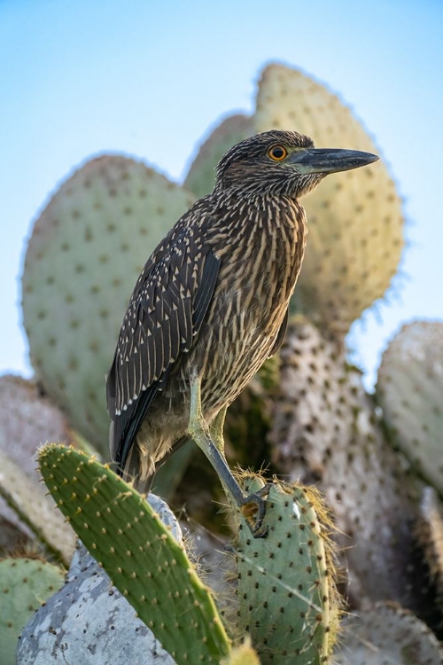 Picture of ECUADOR-GALAPAGOS-GENOVESA ISLAND-DARWIN BAY. YELLOW-CROWNED NIGHT HERON PERCHED ON CACTUS.