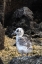 Picture of ECUADOR-GALAPAGOS NATIONAL PARK-GENOVESA ISLAND. SWALLOW-TAILED GULL CHICK CLOSE-UP.