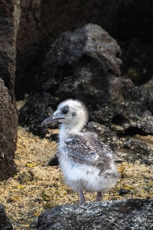 Picture of ECUADOR-GALAPAGOS NATIONAL PARK-GENOVESA ISLAND. SWALLOW-TAILED GULL CHICK CLOSE-UP.